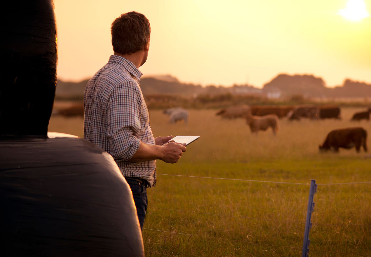 Persona en un campo al atardecer sosteniendo una tableta, observando varias vacas que pastan en la pradera, con pacas de heno en primer plano y un cielo iluminado por el sol poniente.